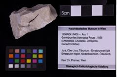 Foto (Objekt + Etiketten) von Goniodromites bidentatus (Reuss, 1858) (NHMW-GEO-1990-0041-0436)